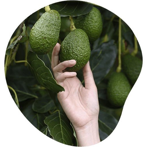 Mundo aguacate nosotros